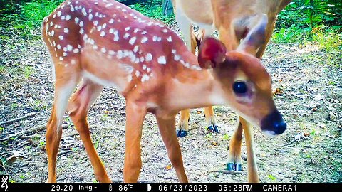 Fawn Fun