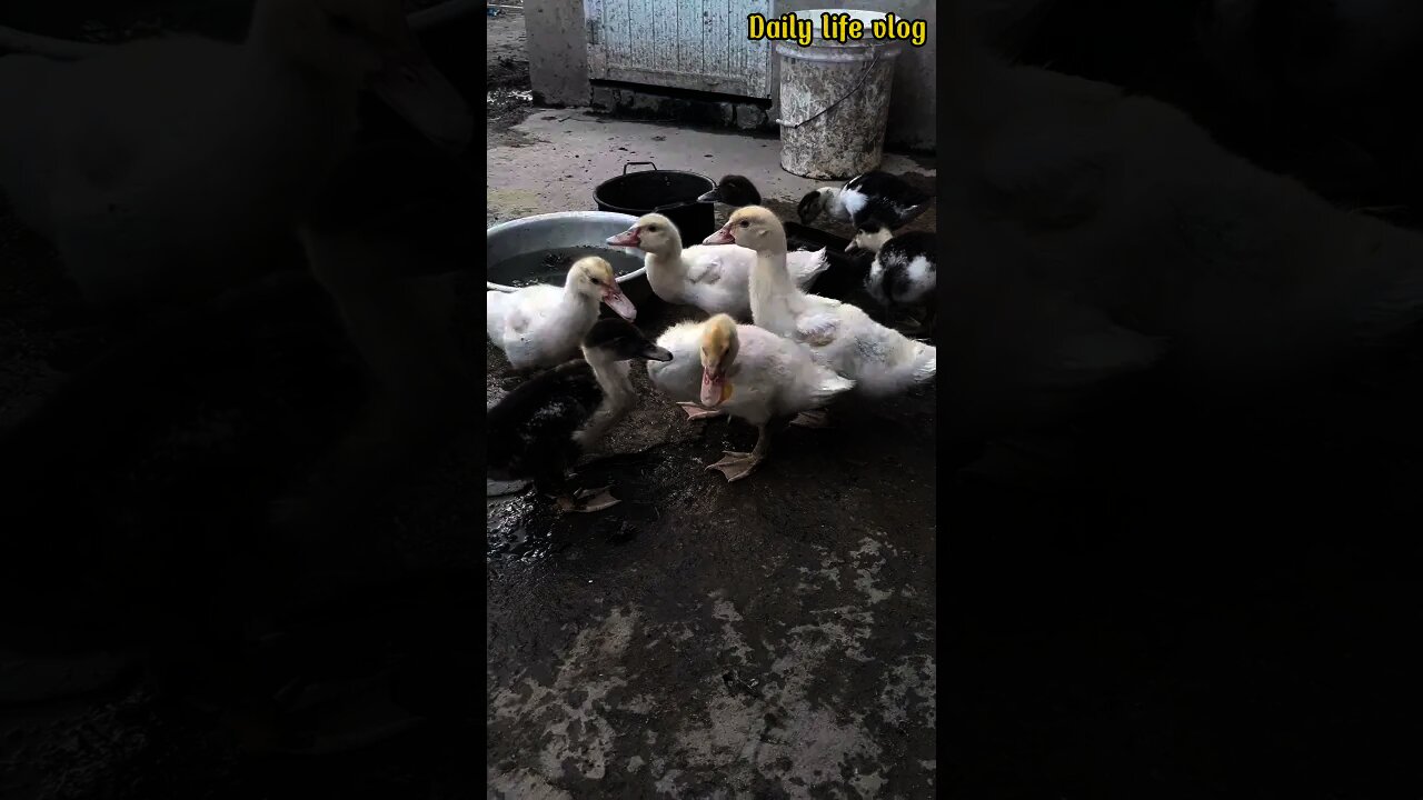 my ducks compete to eat🙏🙏🙏🙏🙏🙏❤