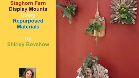 Unique DIY Staghorn Fern Mounting / EdenMakers