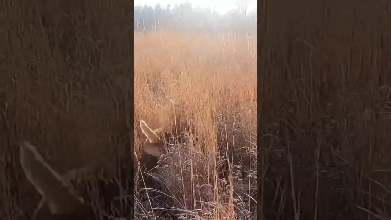 Golden Retriever Flushes a Rooster Pheasant! #shorts #goldenretriever #birddog