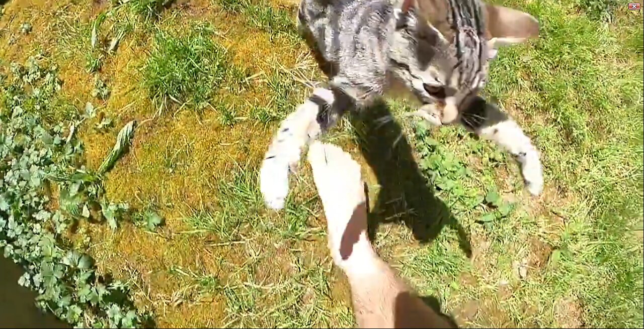 cute cat run