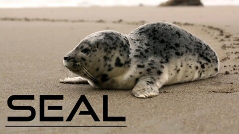 Seal On The Beach