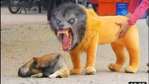 Troll Prank Dog Funny & fake Lion and Fake Tiger Prank To dog & Huge Box Prank to dog