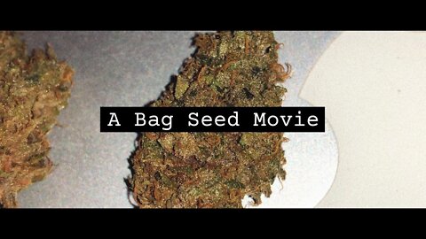 A Bag Seed Experiment // Seed to Harvest