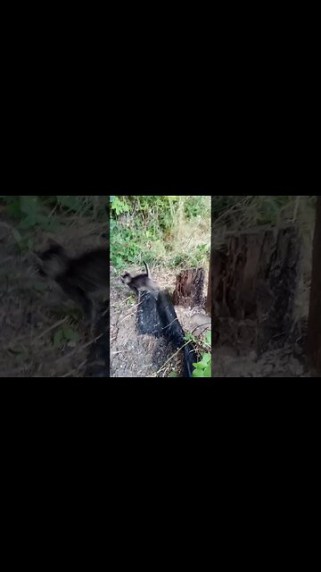 Momma Had Enough and Sister is Napping