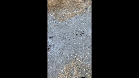 Bear scat while hiking