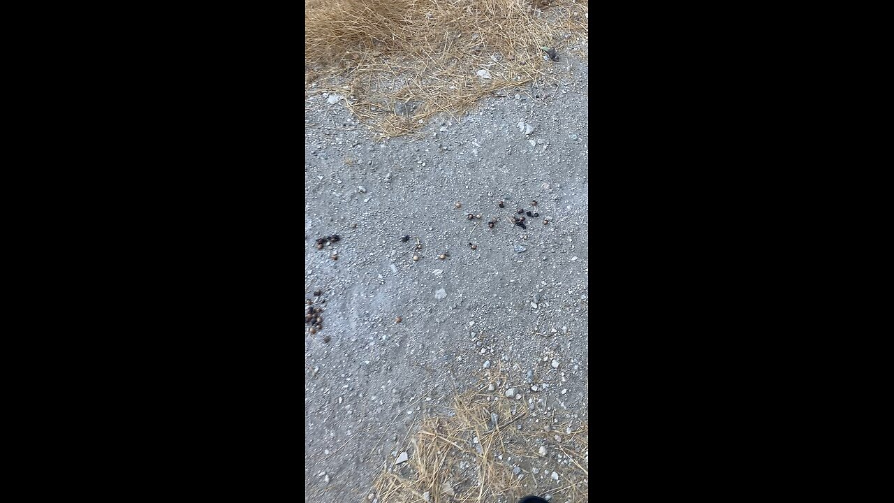 Bear scat while hiking