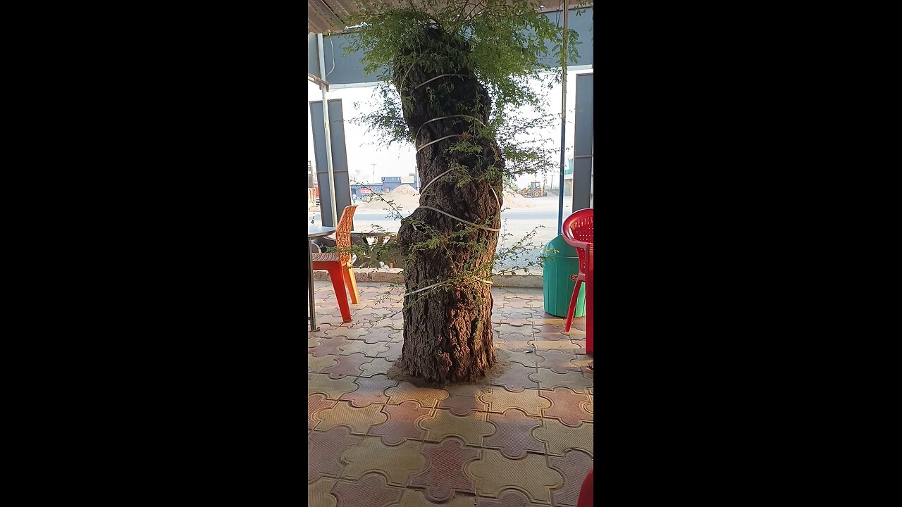 this is very bad tree cuting for building