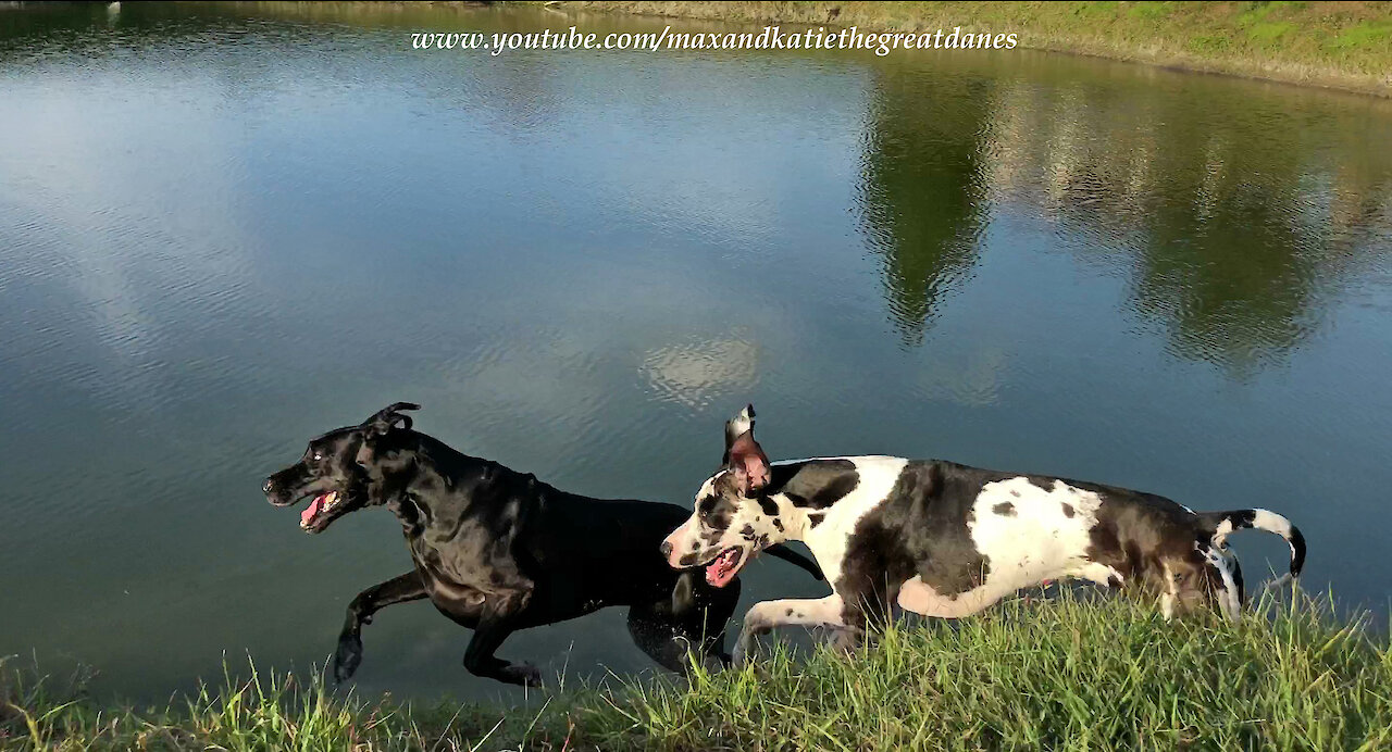 Happy Great Danes Love Racing and Chasing