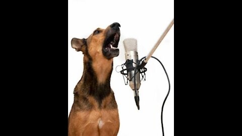 The dog sings cutely under the piano, the dog has a very cute voice.