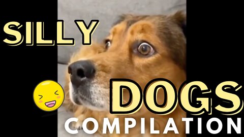 Silly Dogs Compilation - These Silly Dogs Will Make You Smile