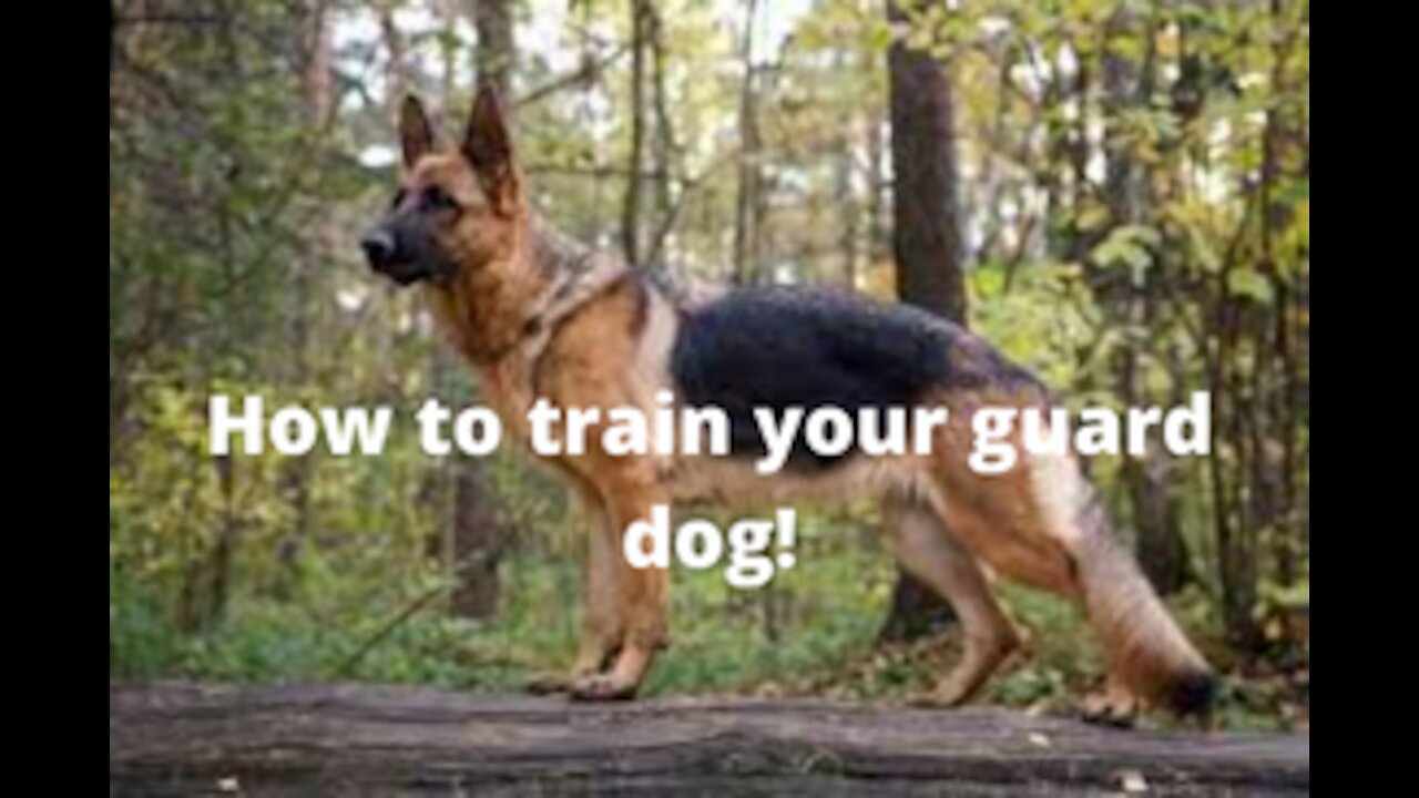 Guard Dog Training Step by Step!