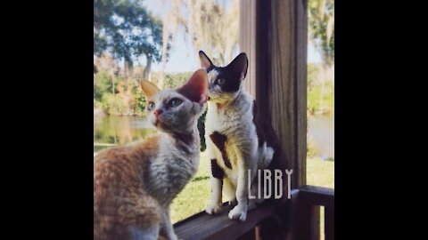 My #DevonRex kitties