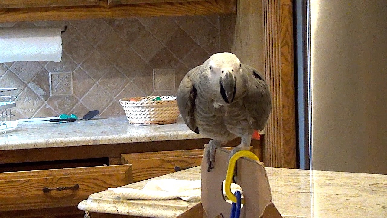 Parrot pretends to bite, then promptly reprimands himself