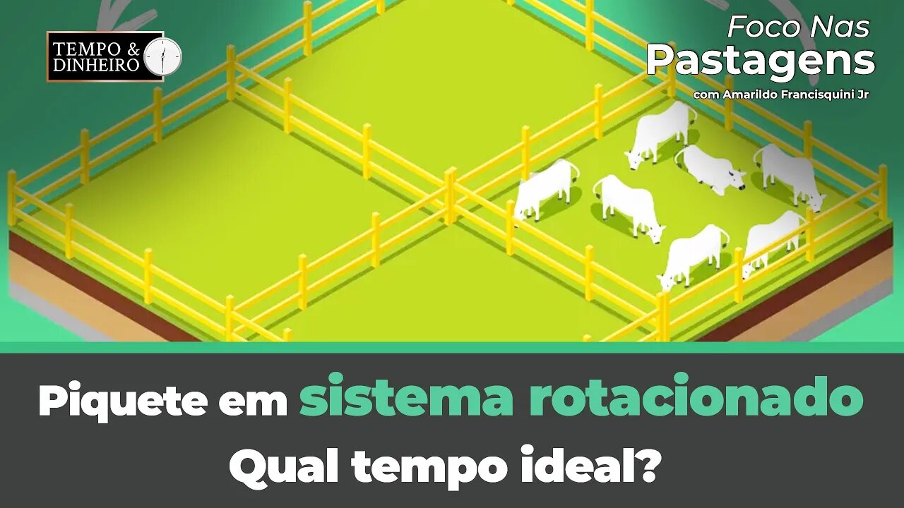 Piquete em sistema rotacionado. Qual tempo ideal de permanência dos animais?