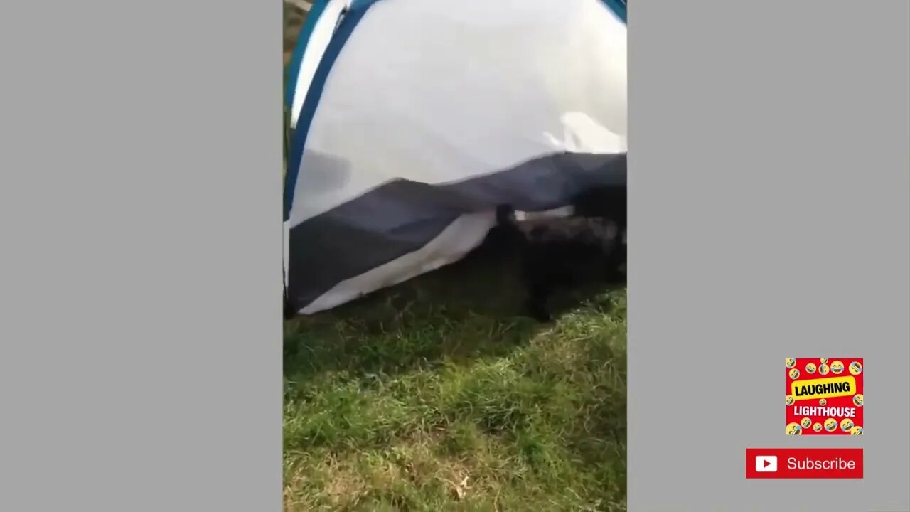 Funny dog video Try Not To Laugh Funny videos Animal funny Funny videos