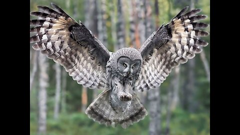 dancing owl