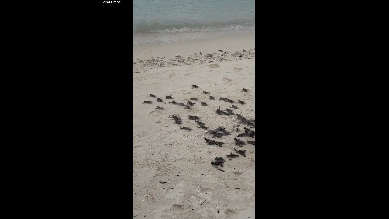 Tourist Captures Moment Baby Sea Turtles Are Released Into The Sea