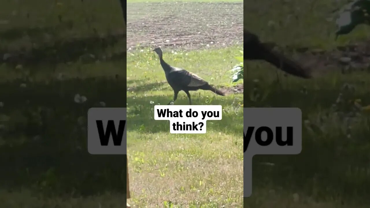 Barn cat plays with wild turkey #catsofyoutube #countrylife