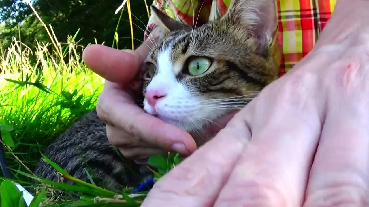 Green Eyed Cat Sits in the Grass