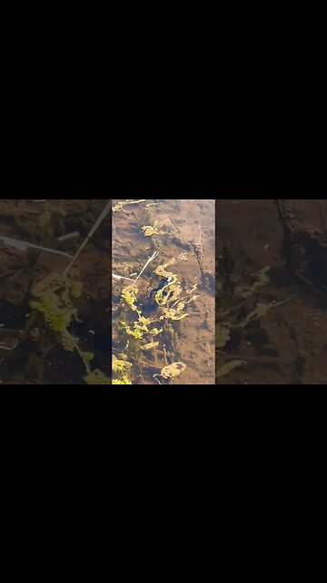 A little Frog Chilling in a River #frog