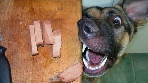Funniest Confused Pets Compilation