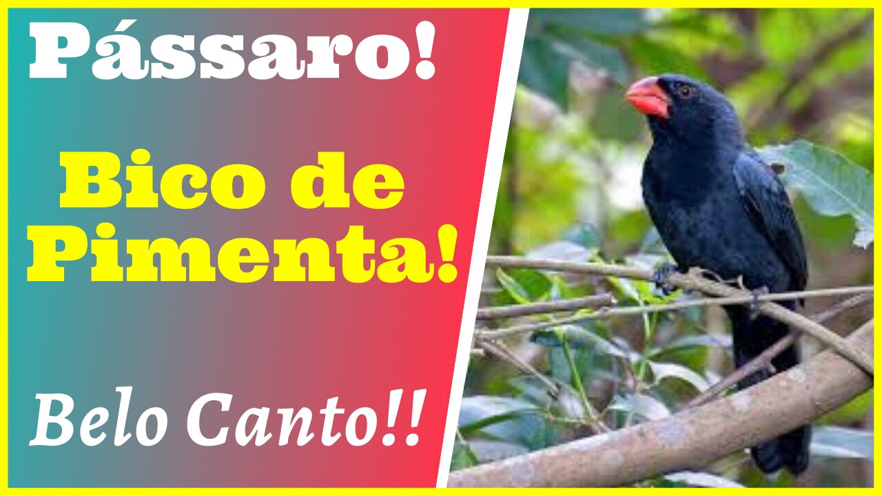 Canto Lindo e Majestoso!! Pássaro Bico de Pimenta