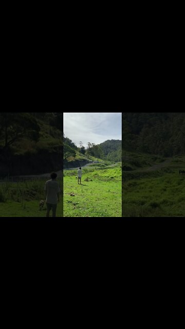 Desensitising Abused Dog from Death Row at the Pound with Play - No more Fears or Tears