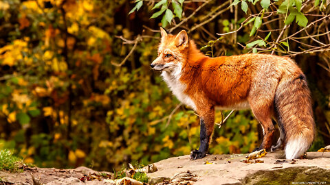 Rabid Foxes in Capital Hill Washington DC