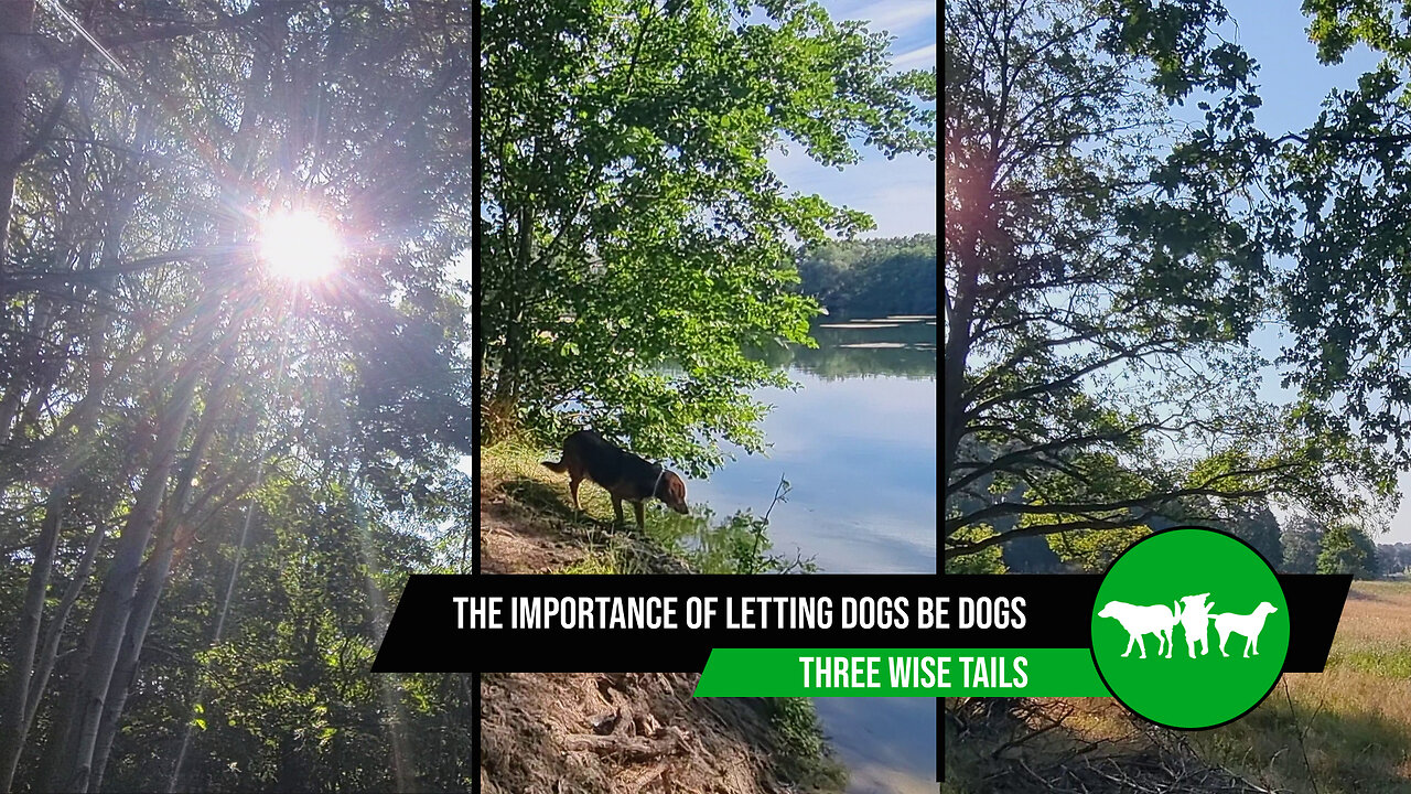 Embracing Their Nature: The Importance of Letting Dogs Be Dogs