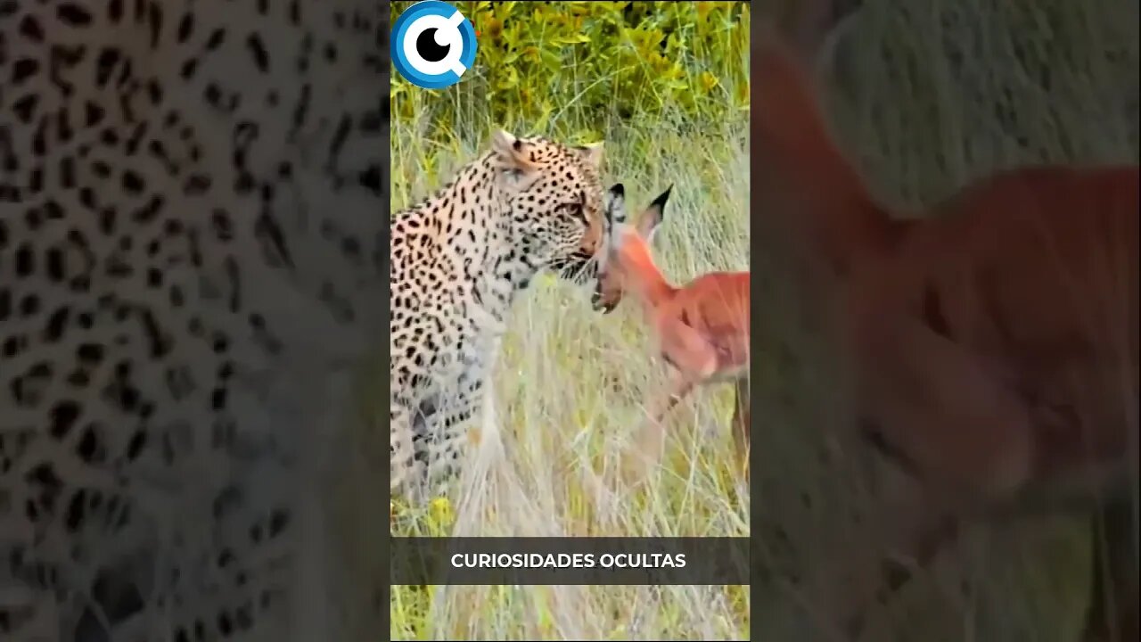 LEOPARDO BRINCADO COM GAZELA INOCENTE | Por Savage Nature #leopardo #gazela #animaisdaselva