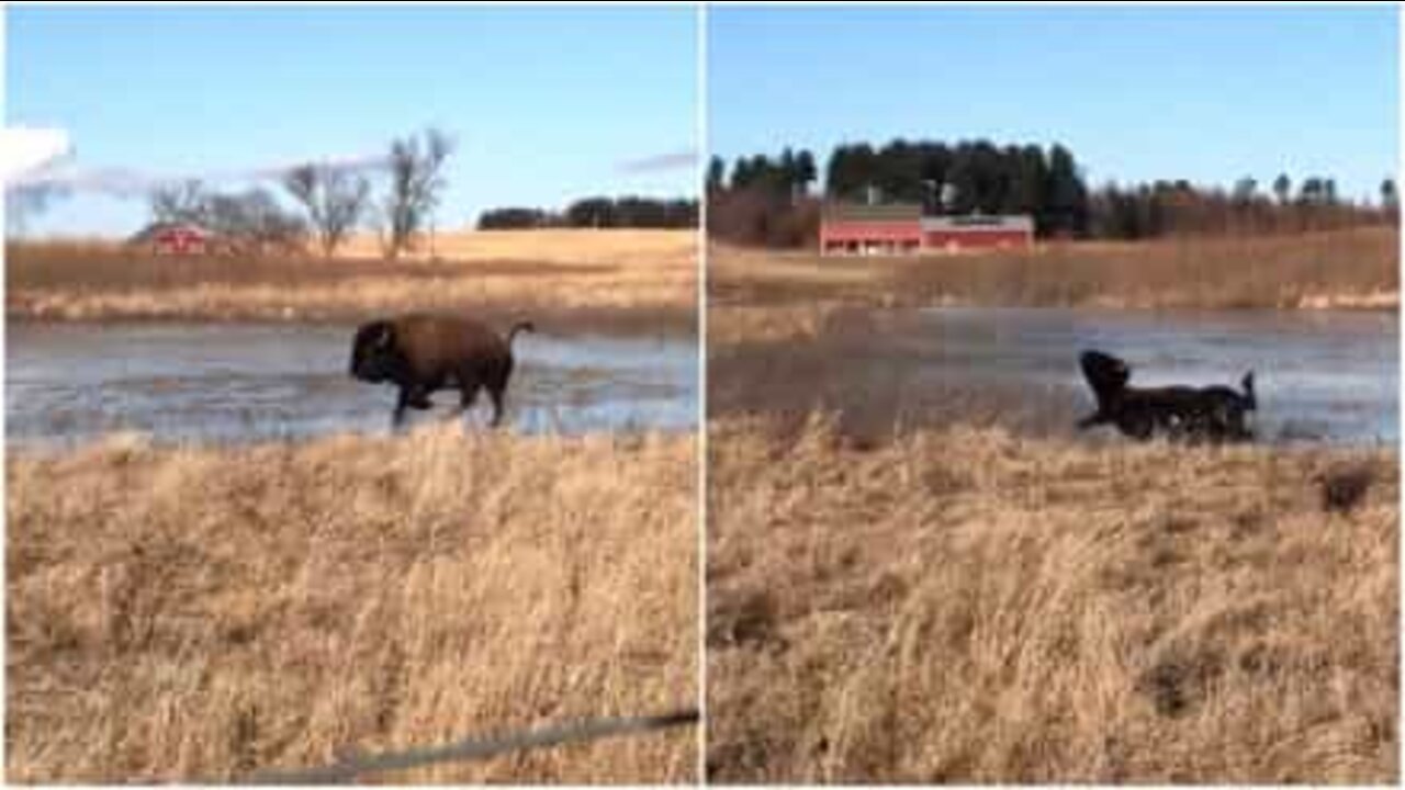 Bisonte escorrega no gelo e cai de forma hilariante