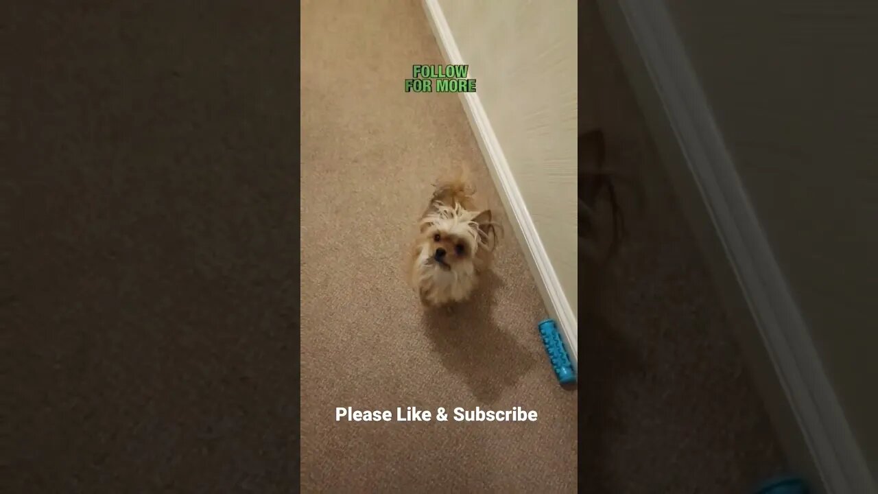 Chihuahua X Yorkie Demand to Play #chorkie #chihuahus #chihuahua #yorkshireterrier #playtime