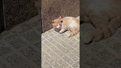 El gato vecino toma el sol 😃😁😃