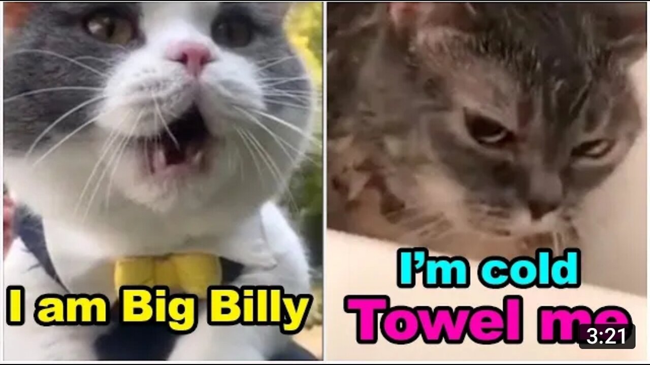 😍Cat taking and funny play😍