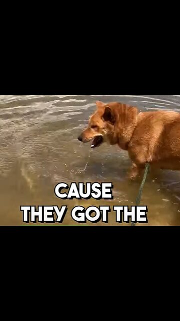 Dog Jokes on the Beach #dogjokes #dadjokes