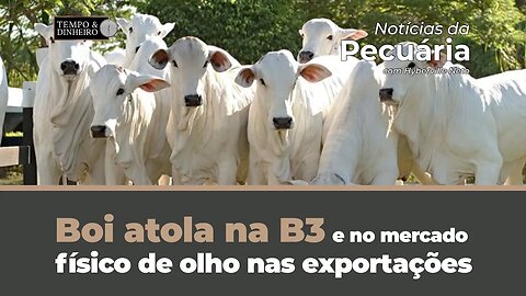 Boi atola na B3 e no mercado físico de olho nas exportações e consumo interno de carne