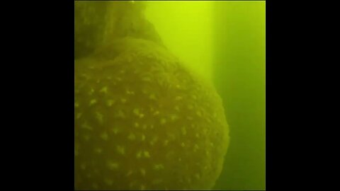 what is this growth?