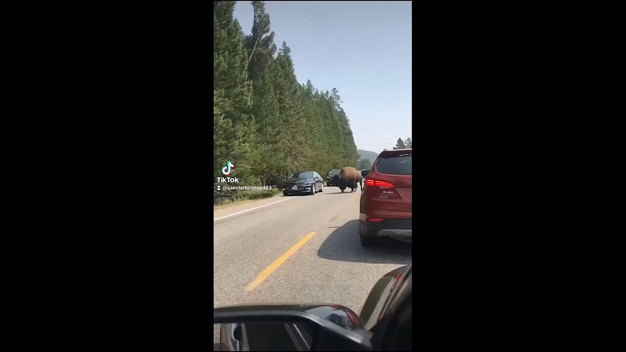 Bull while hitting a car.