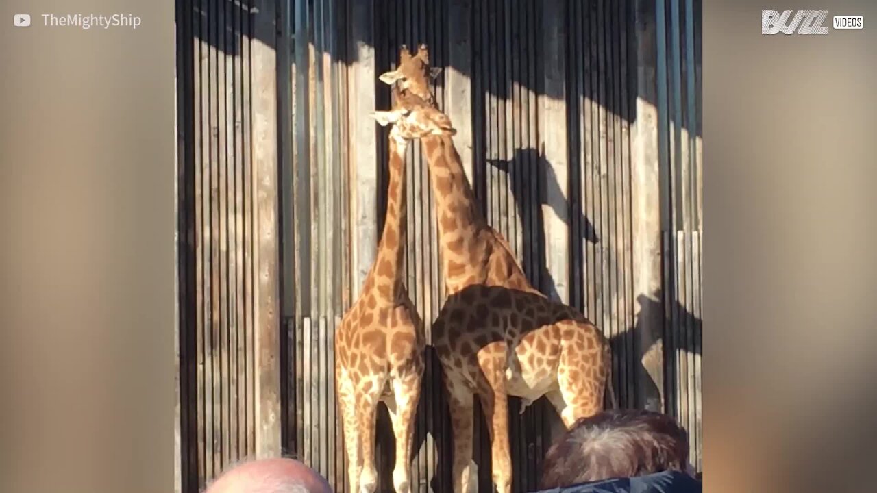 La langue de cette girafe ressemble à une hélice !