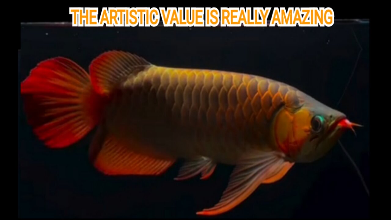 REALLY BEAUTIFUL SUPER RED AROWANA ORNAMENTAL FISH