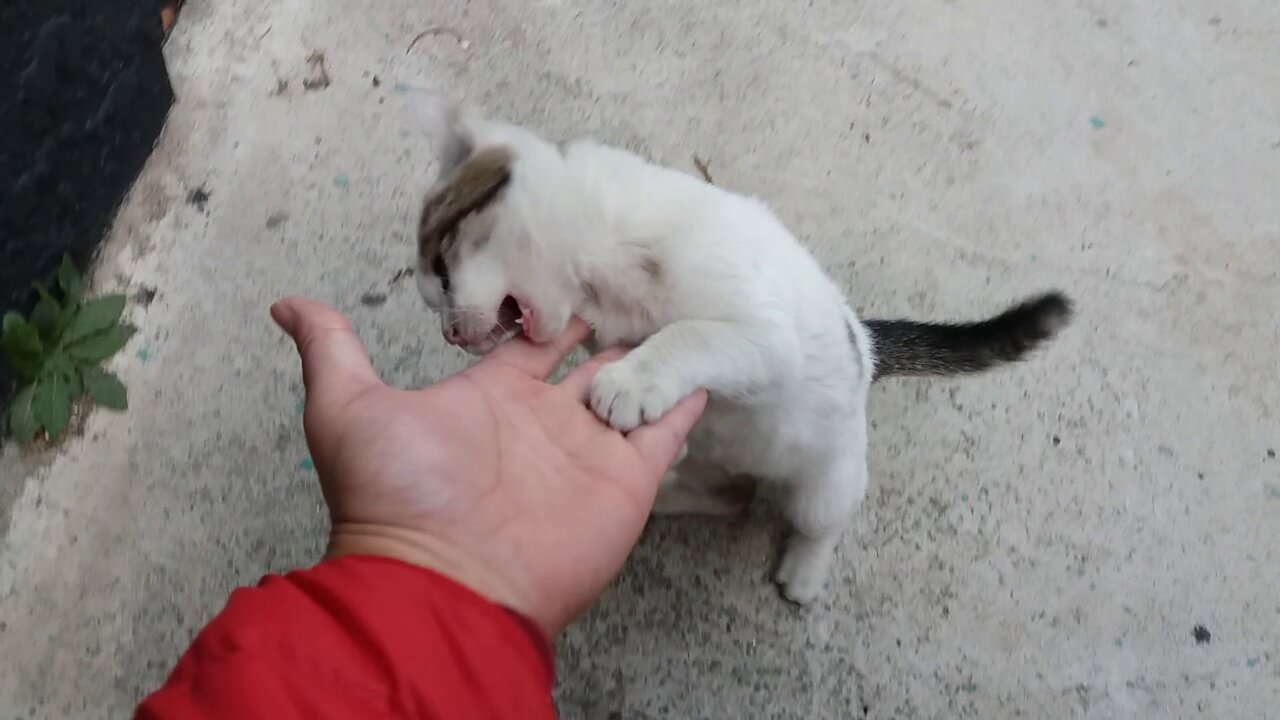 A lovely cat that plays with me when I'm bored.(62day old cat - part10)