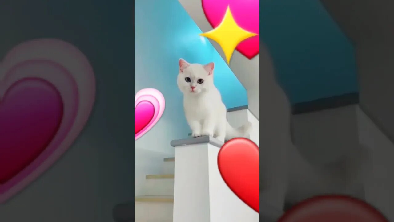 Cute cat pt 3