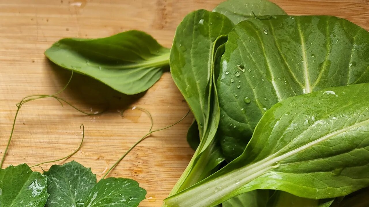 Saving Seed - Bok Choy