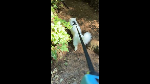 Adventure Cat on a Nature Hike