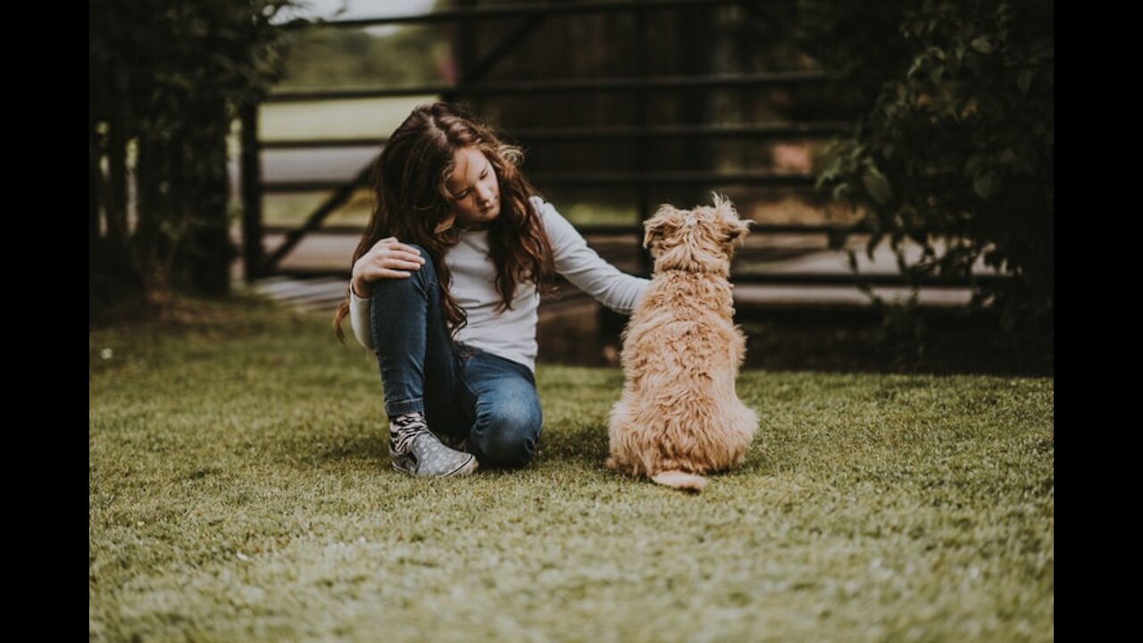 Leash train your dog not to pull PLUS training loose lead walking