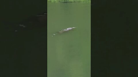 Crocodile in the Panama canal side river. No swimming travel Panama