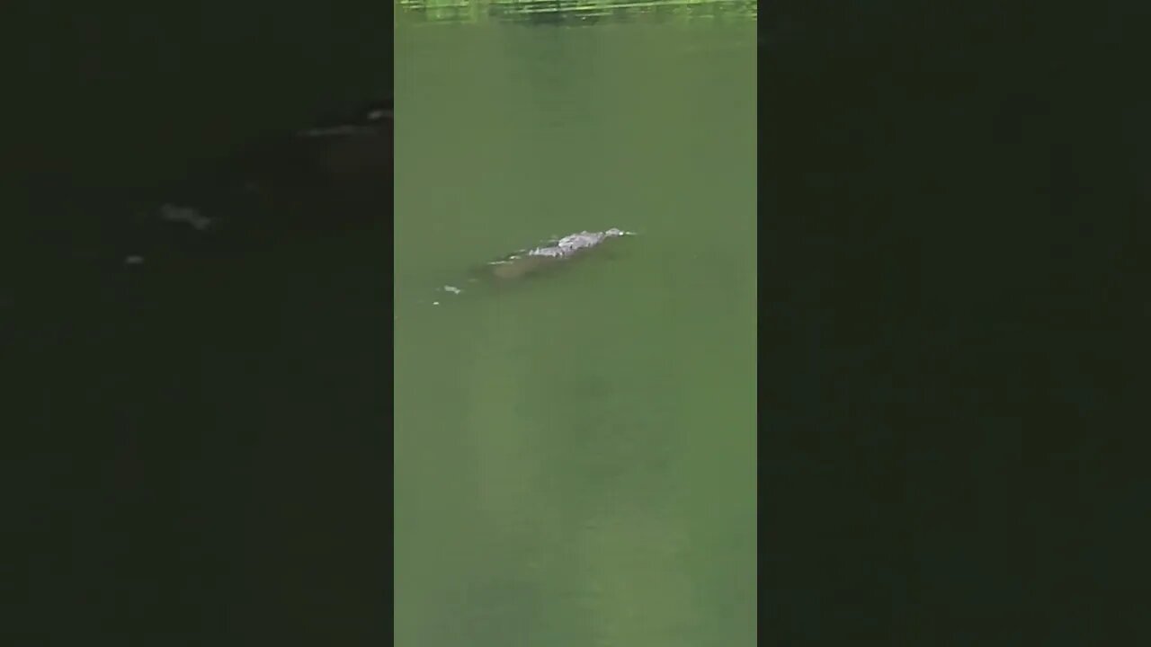 Crocodile in the Panama canal side river. No swimming travel Panama