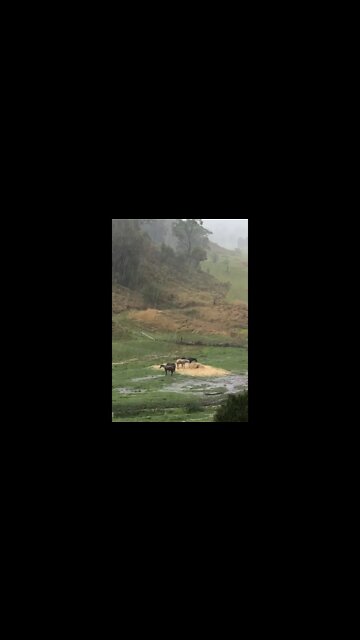 Horses keep grazing hay through storm