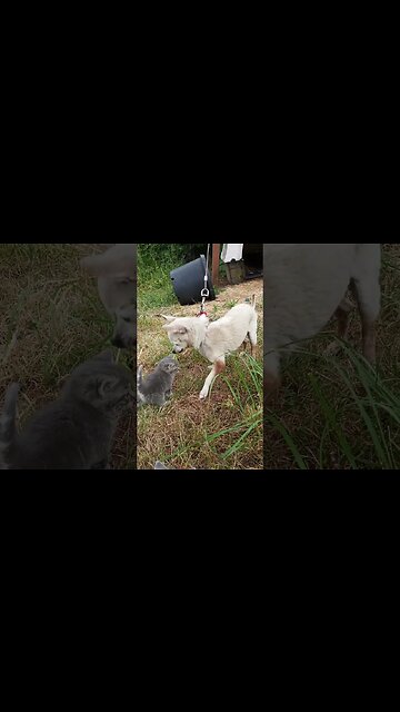 Uncle Killer Inspecs the Kitteh